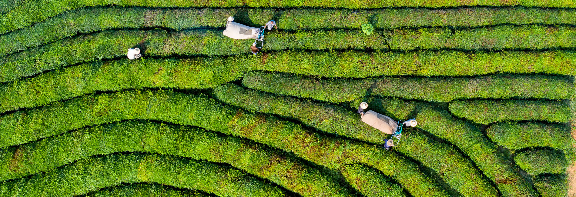 浙江建德：夏茶迎丰收
