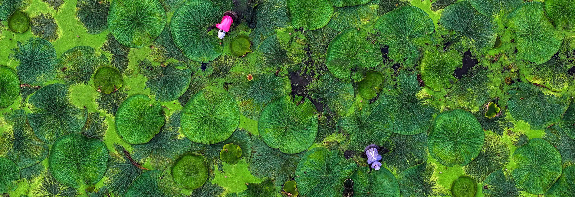 江苏泰州：采收芡实