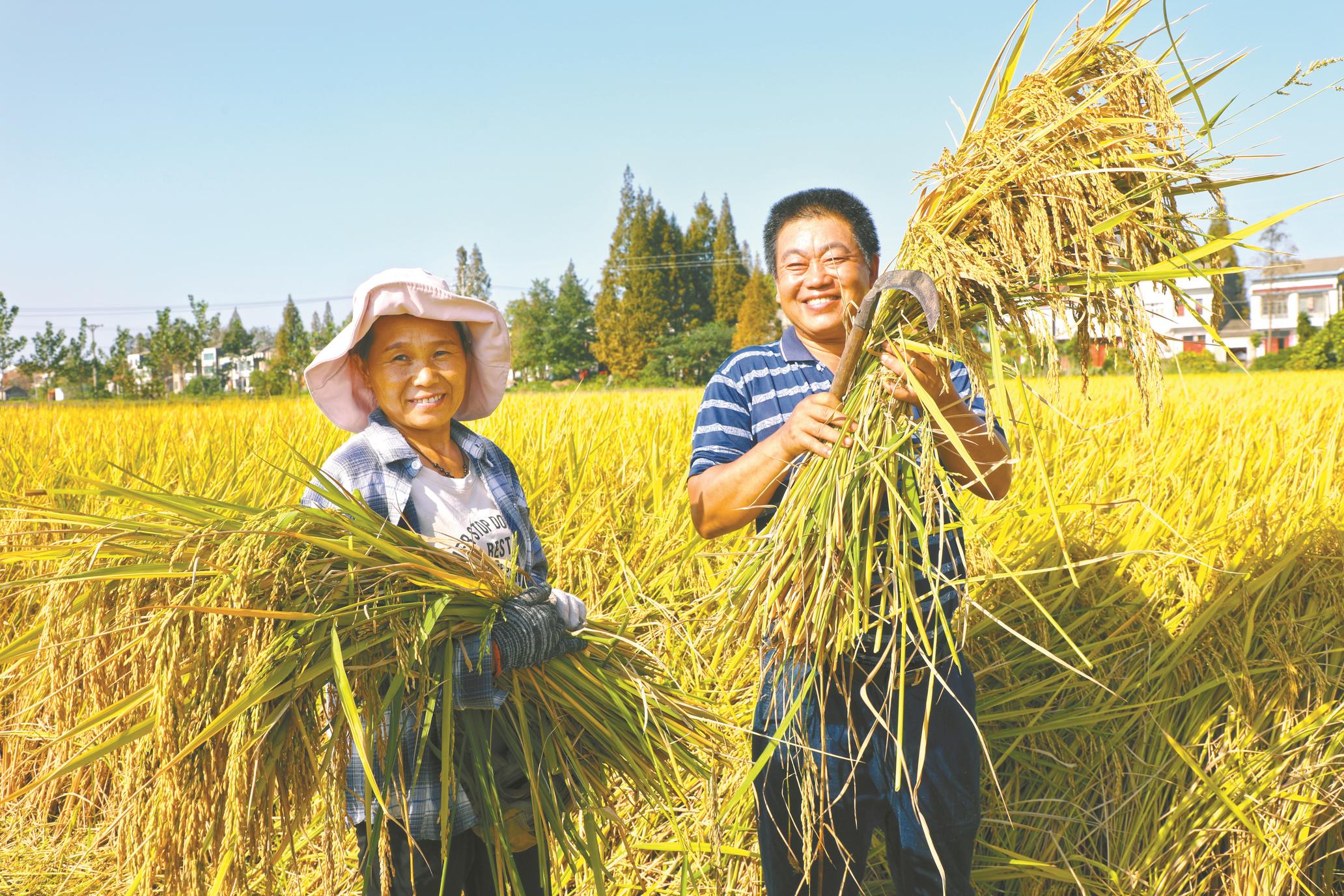 舞龙头 壮产业 庆丰收|丰收的田野是最美的画卷