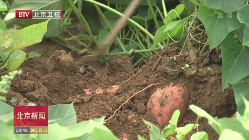 20200913 [北京新闻]2020年中国农民丰收节：印迹乡村丰收之旅活动在延庆启动.jpg