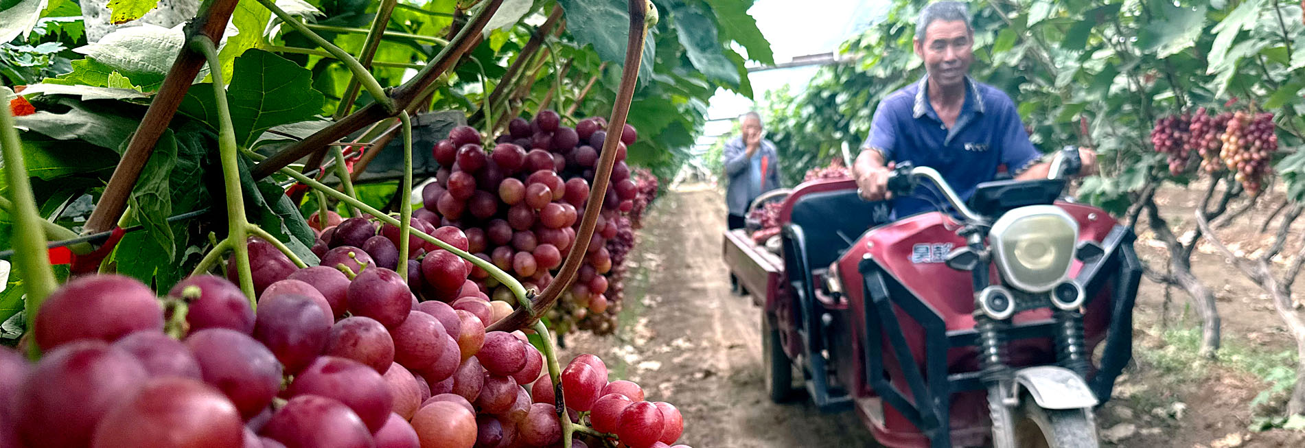 陕西大荔：七万亩葡萄喜获丰收 邀您共赴甜蜜之约