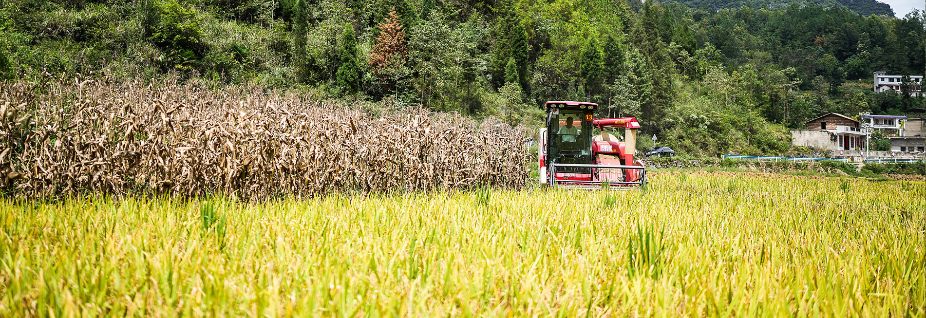 贵州长顺：水稻成熟 开镰收割