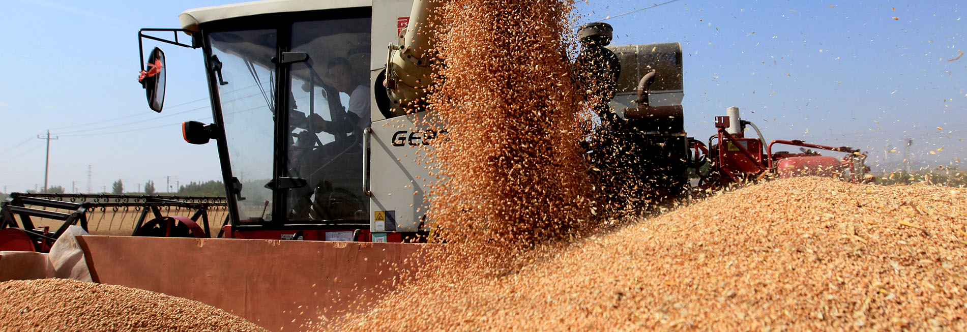 山东临沂：夏粮稳产丰收