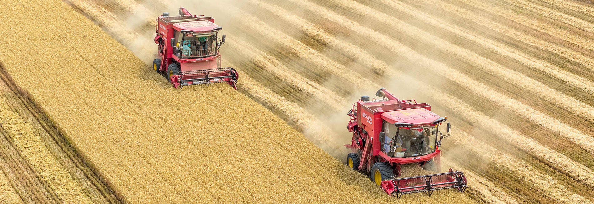 今年我国夏粮实现稳产丰收