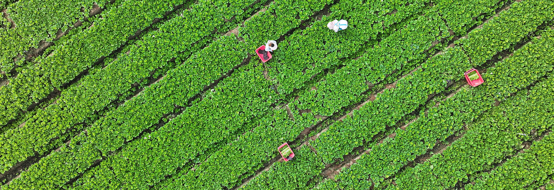 宁夏青铜峡：供港蔬菜迎来丰收季