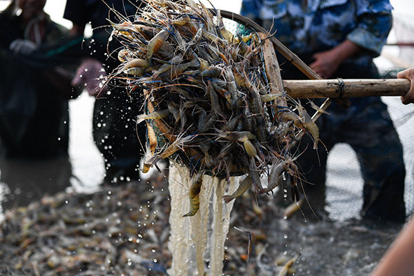 浙江湖州围网捕虾丰收季